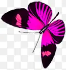 手绘春季粉色蝴蝶