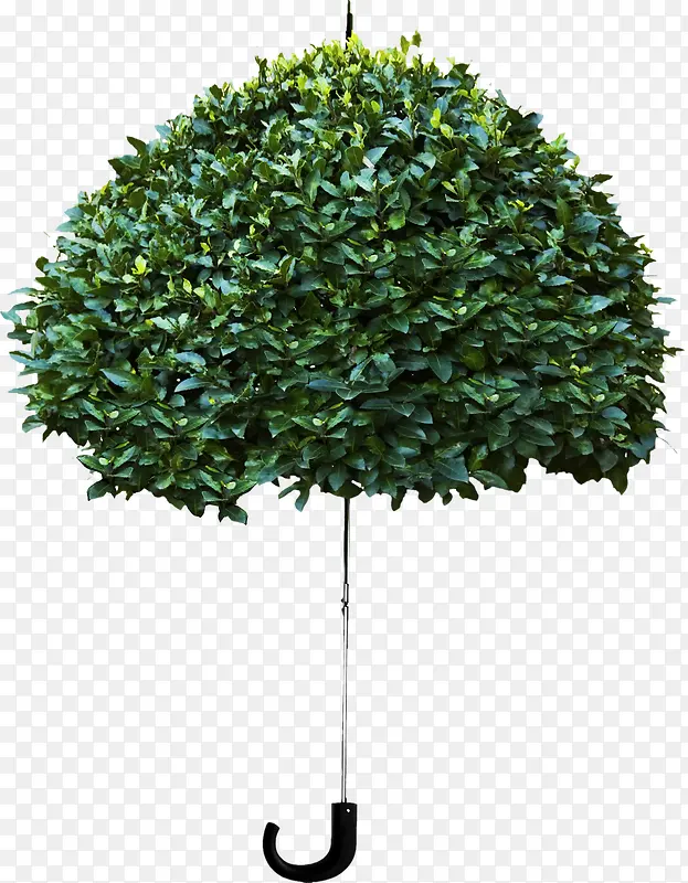 绿色植物伞