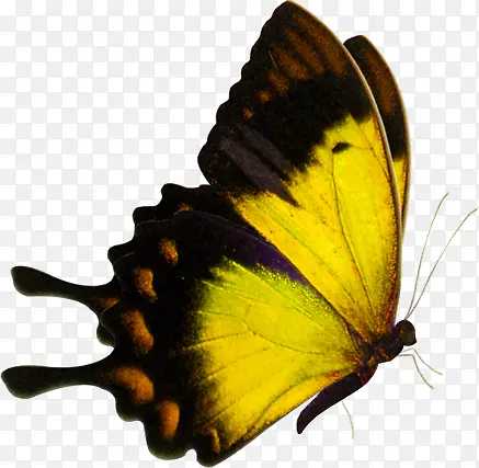 黄色高清春季蝴蝶