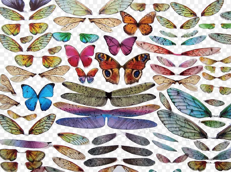 蝴蝶的翅膀组图素材