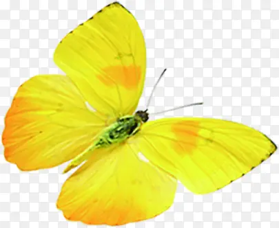 黄色纹理春季蝴蝶