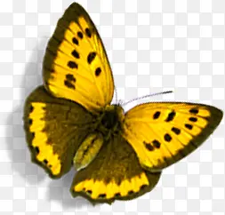 春季环保黄色蝴蝶