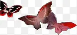 蝴蝶素材红色翅膀蝴蝶