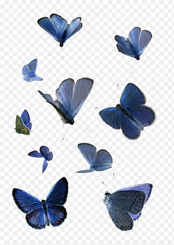 蓝色翅膀蝴蝶素材
