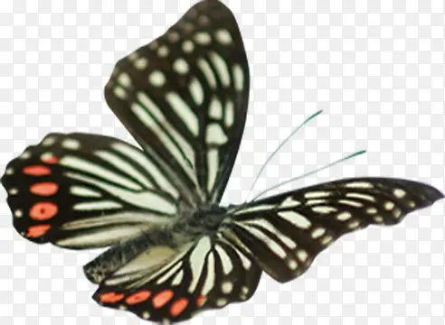 春季纹理斑点蝴蝶