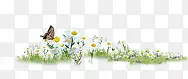 春季白色雏菊蝴蝶