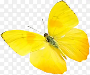 春季黄色纹理蝴蝶装饰
