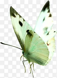 白色蝴蝶背景素材