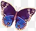 紫蓝色蝴蝶素材图片