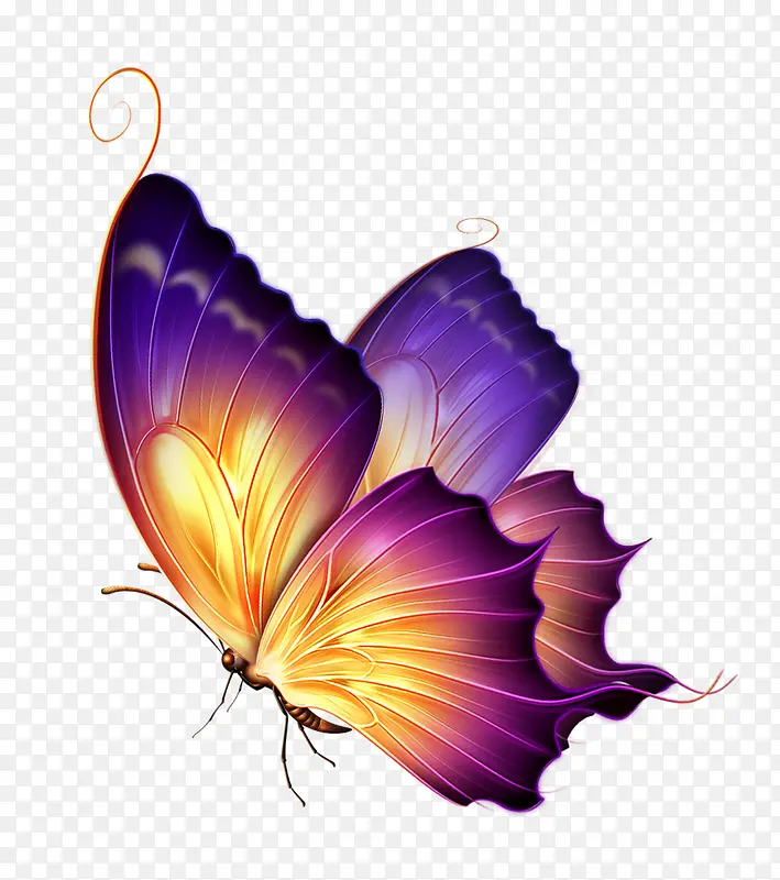 紫色蝴蝶图片素材