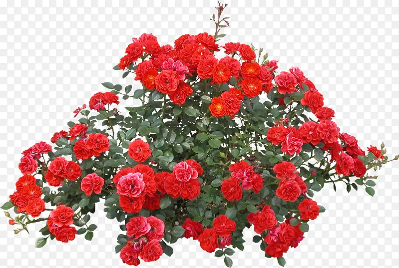 创意合成红色的花卉植物效果元素