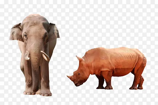 犀牛与大象