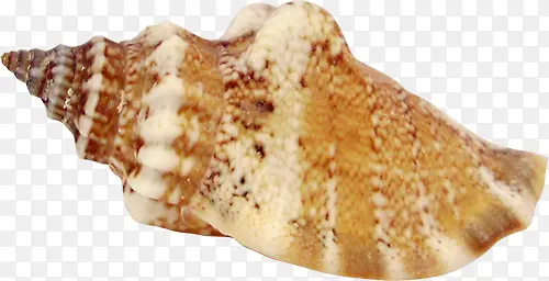 shell