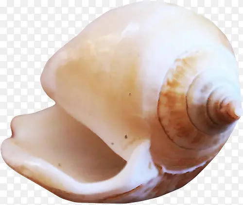 shell