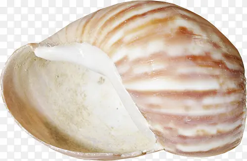 海贝