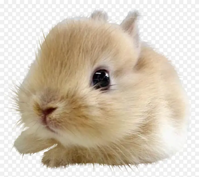 动物剪影手绘动物 兔子