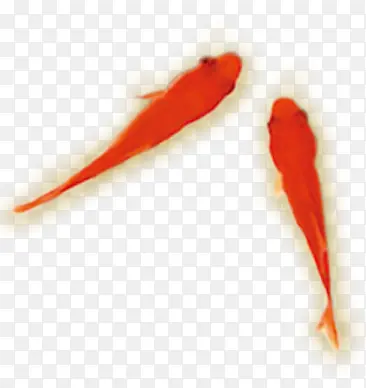 两条红鱼动物素材