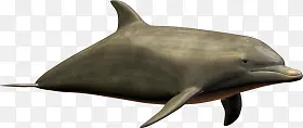 棕色海豚素材动物