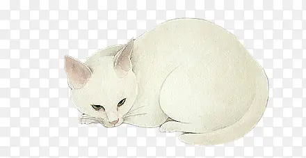 白色猫咪动物素材