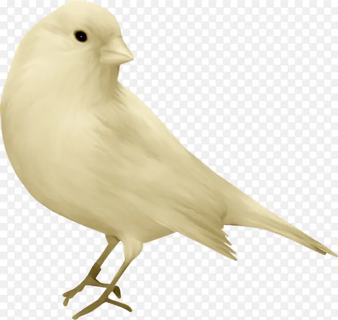 白色鸟动物素材