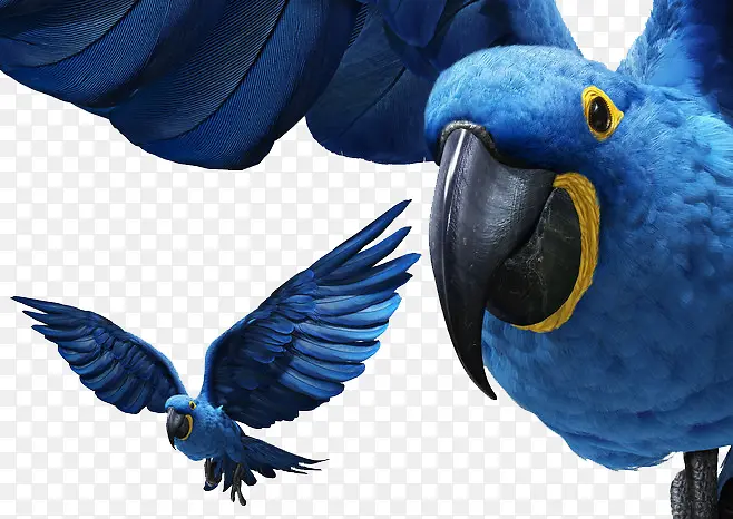 蓝色鹦鹉 鸟 动物png素材