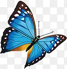 蓝色手绘斑点蝴蝶