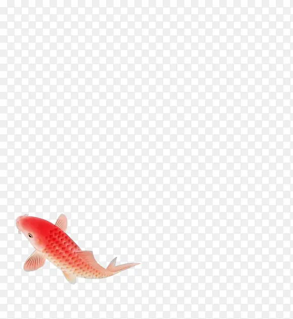 红色鲤鱼素材