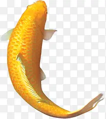 黄色鲤鱼图片素材