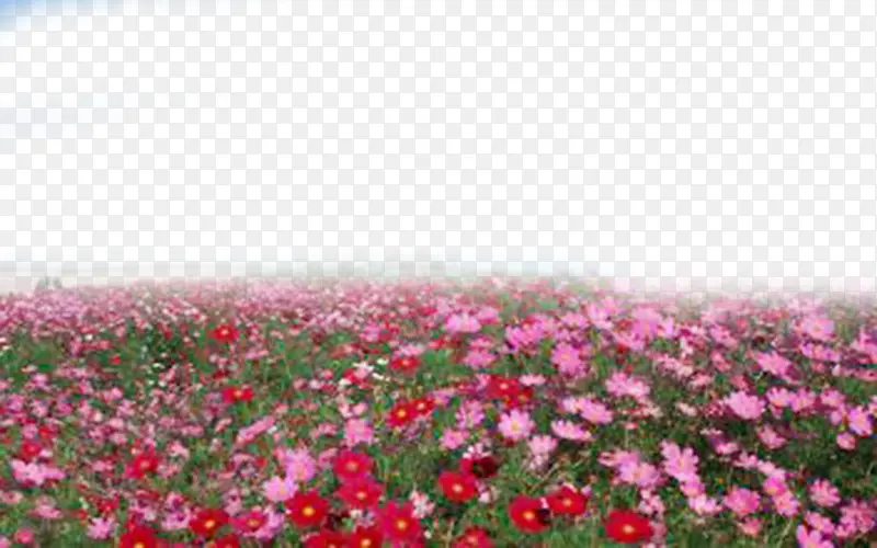 装饰素材花海