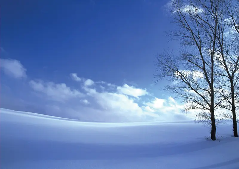 雪地里的枯树海报背景七夕情人节