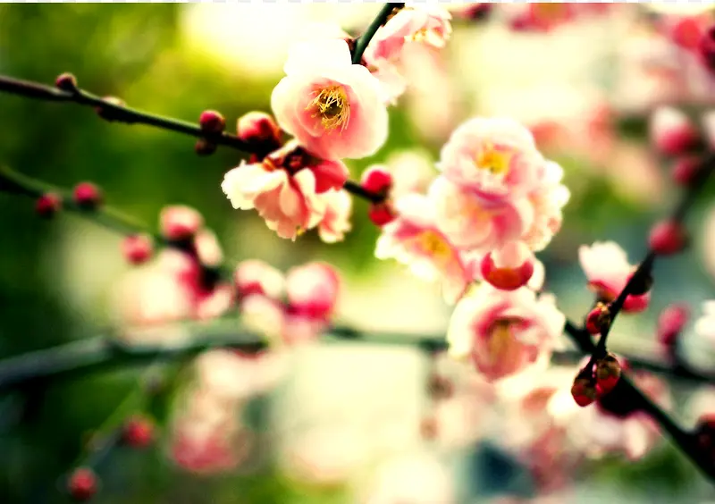 春天盛开的花卉海报背景七夕情人节
