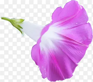 紫色牵牛花七夕情人节