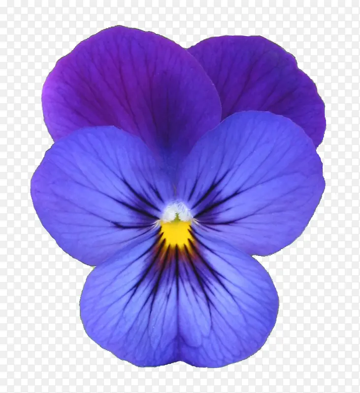 蓝色兰花花朵