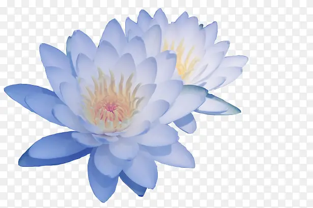 蓝色莲花花朵