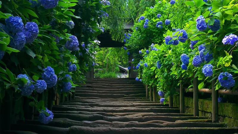 石路两旁的蓝色花朵