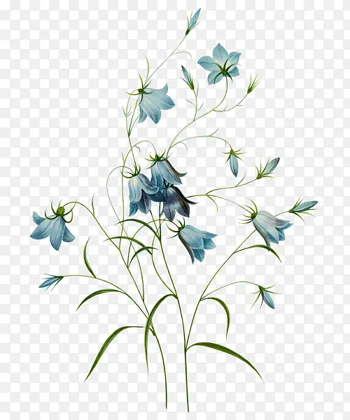 手绘蓝色花朵植物