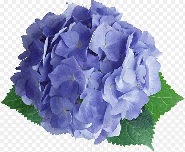 花蓝色的花朵