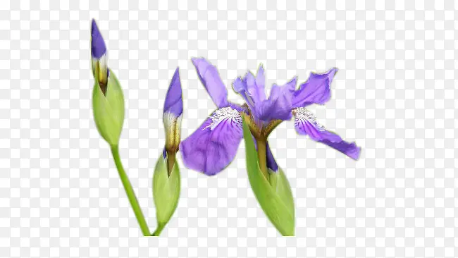 蓝色花朵花枝