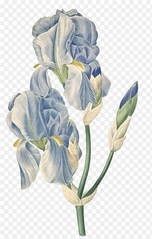 蓝色手绘唯美花朵开放