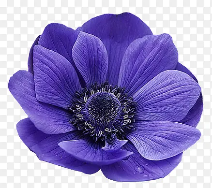 蓝色花瓣花朵花蕊