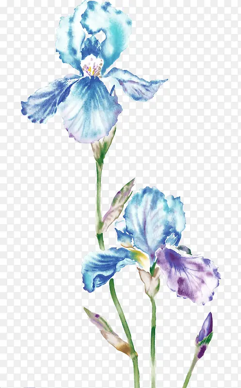 蓝色梦幻花朵植物