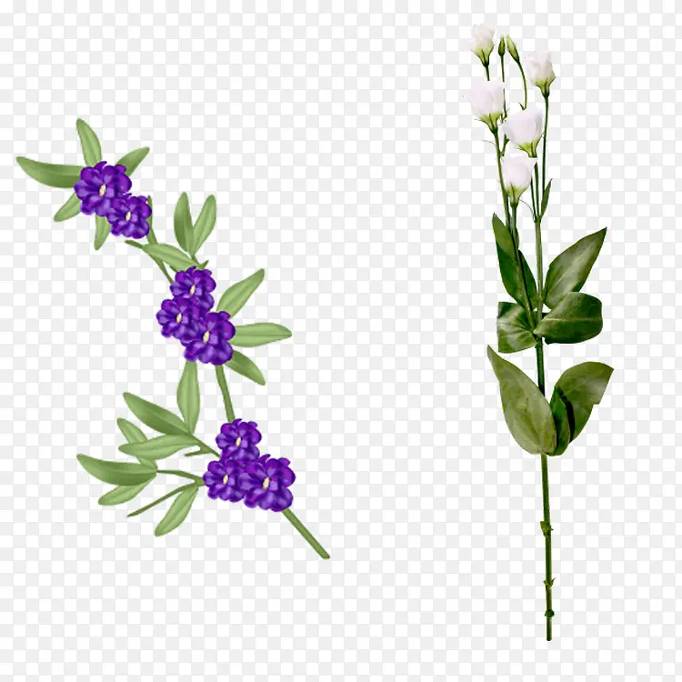 花枝花草蓝色花朵白花