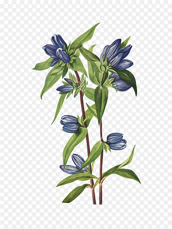 绿色植物蓝花