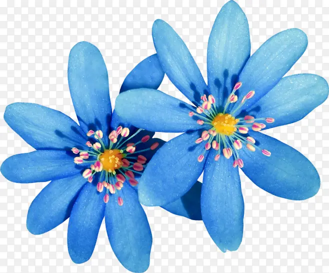 手绘蓝色复古花朵花蕊