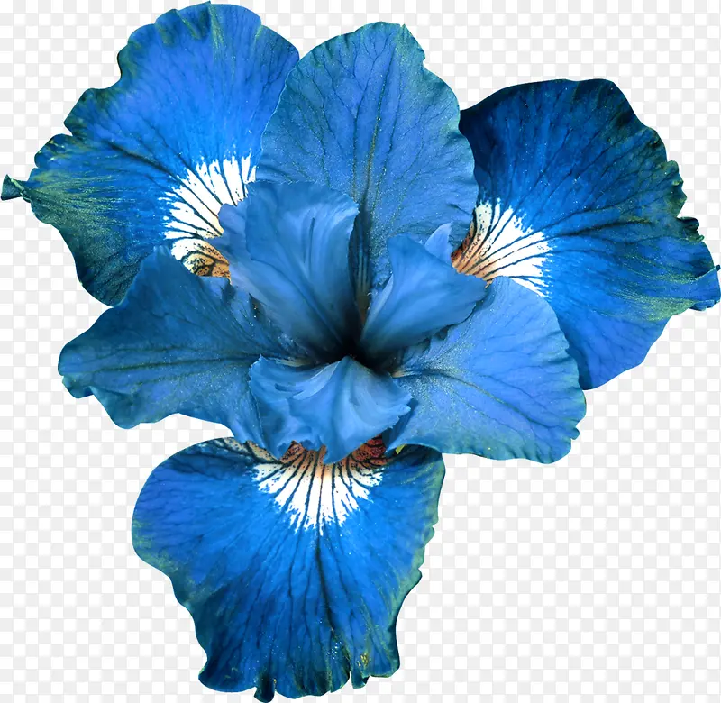 蓝色艺术花朵