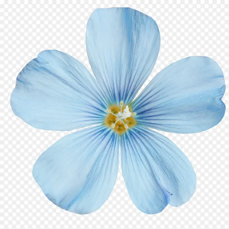手绘蓝色花朵装饰