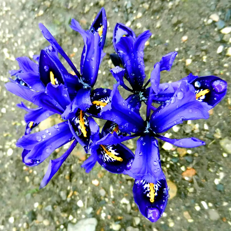 蓝色唯美花朵植物