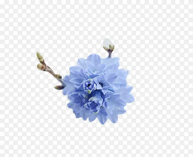 高清梦幻蓝色花朵