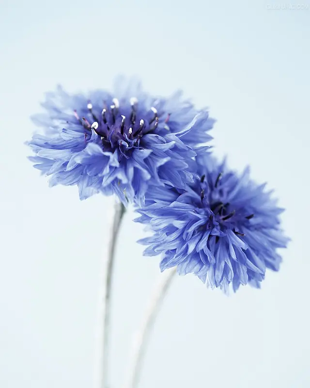 蓝色梦幻花朵高清