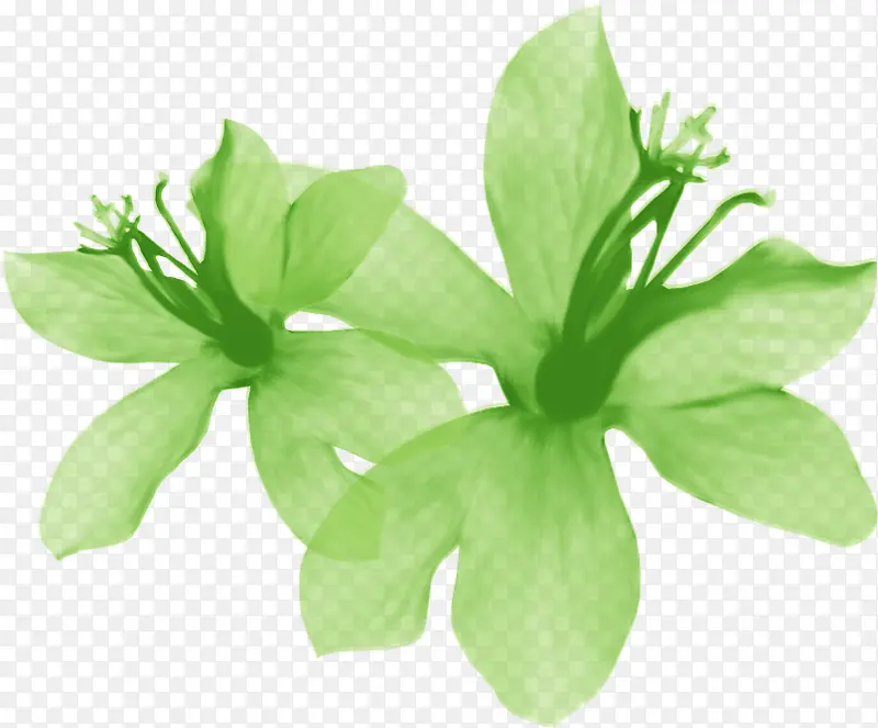 绿色米兰花